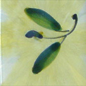 Aceitunas sedosas